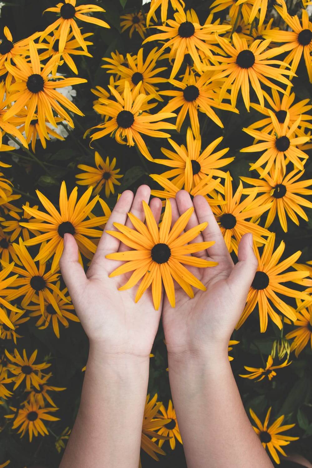 Flowers1