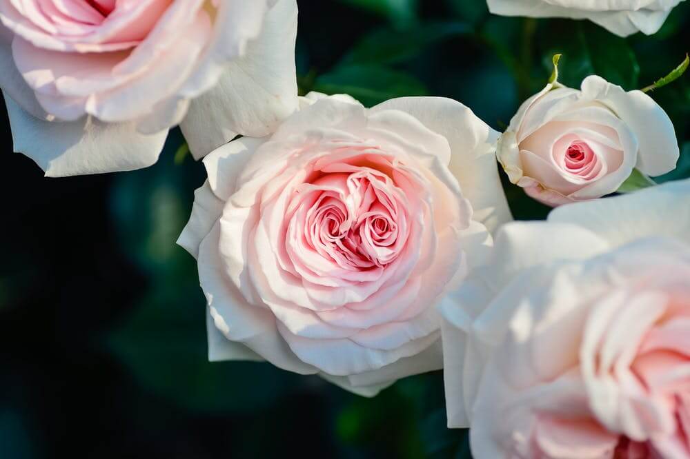 Flowers2