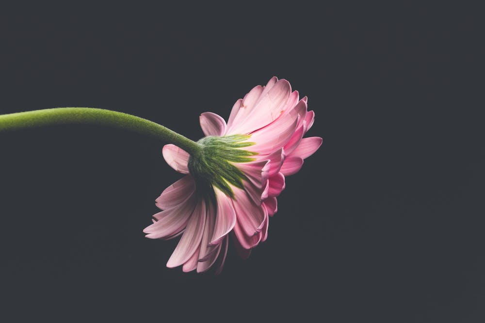 Flowers3
